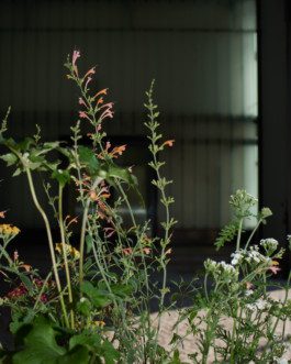 Denisa Strmiskova Studio